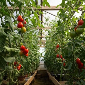 ������ �������� �� �����: ���-5 ����������� ������