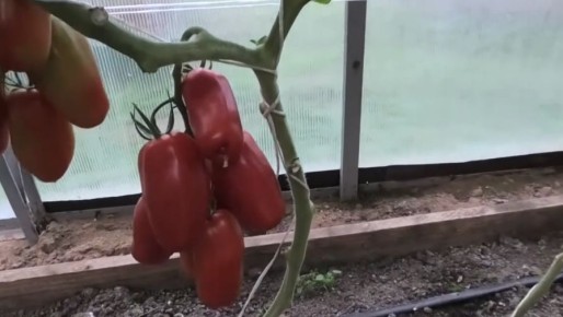 ����������� ����� ����������� �������: �������� � ��������