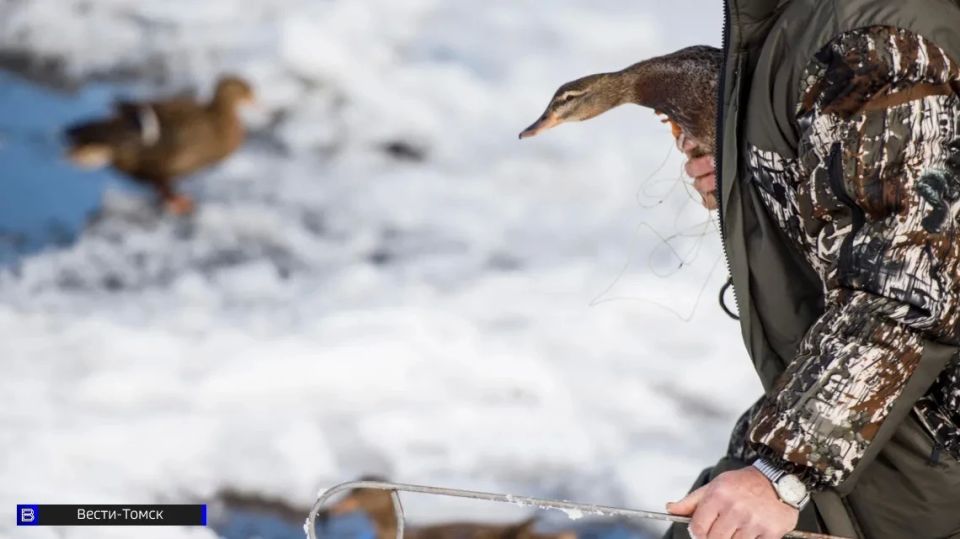 �������� ������: ��� ����� � ������� �����������