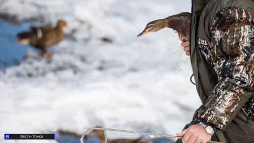 �������� ������: ��� ����� � ������� �����������