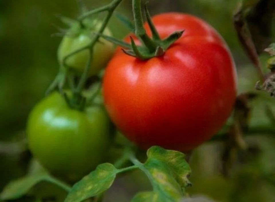 ������� � ��������� ����� �������: ��� ����� ����� ��� ������ �����