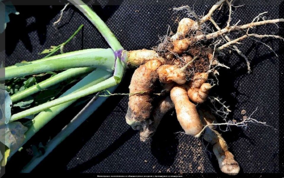 ������� ��������� ������� ������: ������ �� ���������� �������