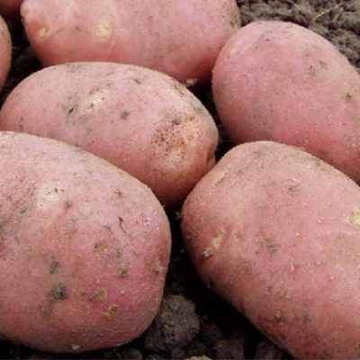 ���� ��������� ��������: �������� ����� ��� ��������� ��������