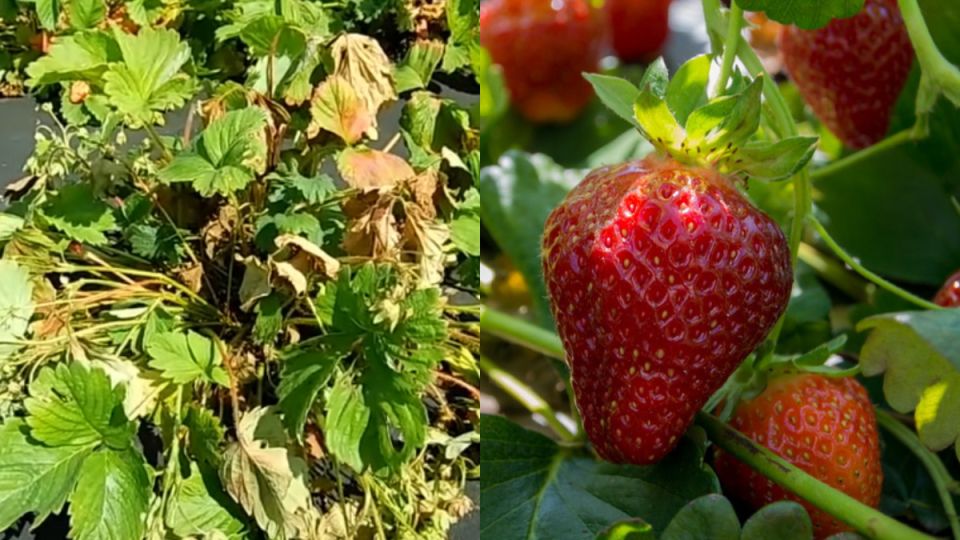 ��� ������������ ������ ��������: ������� ��������� ����������