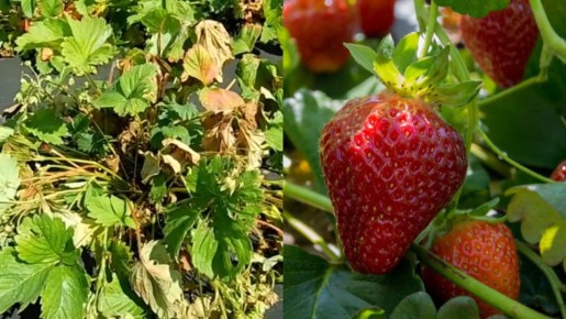 ��� ������������ ������ ��������: ������� ��������� ����������