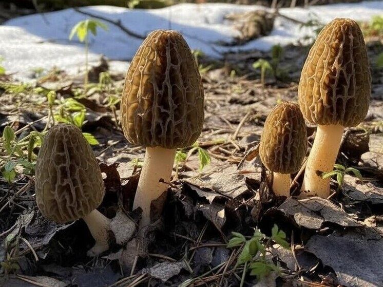 ������� ��������: ��� ����� �� ������ ������