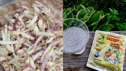 ������������ ������ ��� ������������ �����: ������� �������� ����� �������