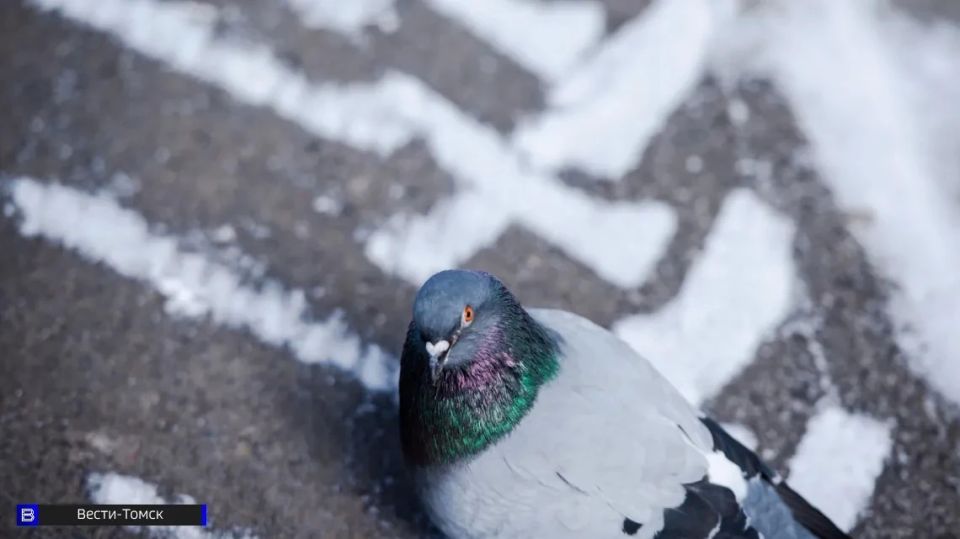 �� 9�C ����� �� 0�C �������: ������� ������ � ������ �� 18 ������