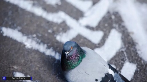 �� 9�C ����� �� 0�C �������: ������� ������ � ������ �� 18 ������