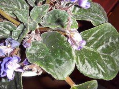 ��� �������� ��� �� ��������� ���������: ������ � ������