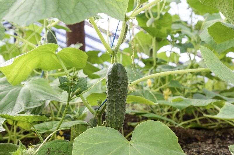 ������� ������ � �������: �������� ������� � ��� � ���� ��������