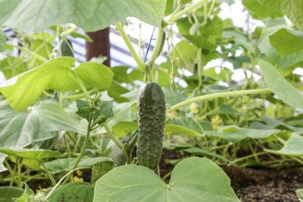 ������� ������ � �������: �������� ������� � ��� � ���� ��������