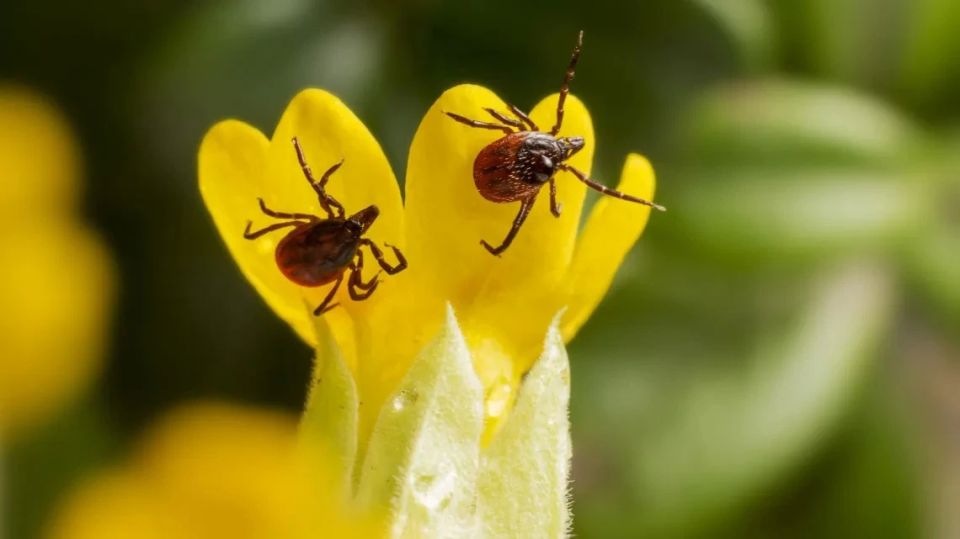 ������� ������ ������� �������, � ������� ���� ����� �������� �����