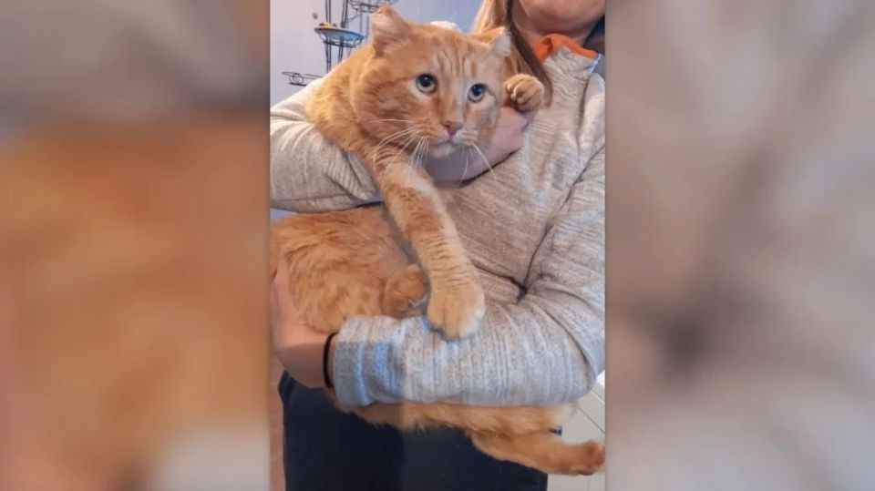 "�� ��� �� ����� � ������� �� ����": ��� ������� ������ ����, ���������� ������ ���� � ����������� �� ����