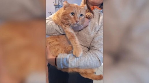 "�� ��� �� ����� � ������� �� ����": ��� ������� ������ ����, ���������� ������ ���� � ����������� �� ����