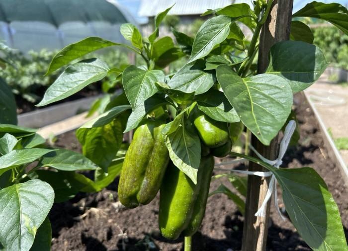 ������� �������� ���������� �����: ������ ������� ���������