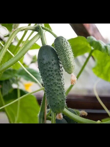 ������ �����: ��������� ����� ��� ������� ������