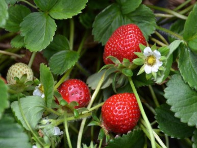 ��� �������� �������� ������ ��������: ������� ��������� �����