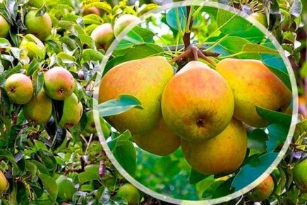 ����� ������ ��������: ���������� ���� � ���������� ������� � ������