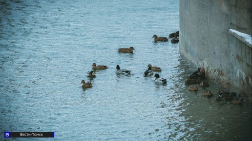 ������ ������ ������ �� �������� ������� ���� � ������