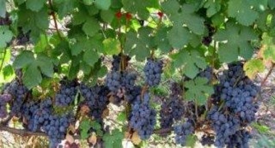 �������� ������� ������ � ������� ����������: ��, ��� ����� ����� � ���������� ������