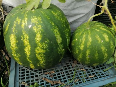 �� ���� � ������: ����������� ���� � ������� � ������