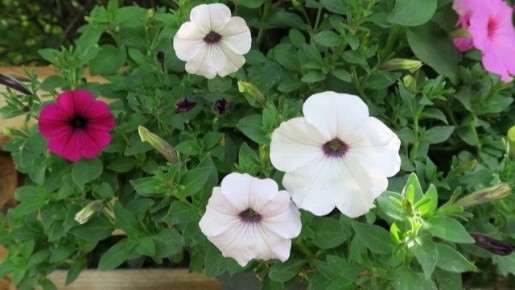 ������ ������� ������ �������? �������, ��� ������� ��������� �������� � �������