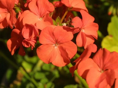 ��� ������������ ������ �������� ������� ���: ������� ������ �� ���������