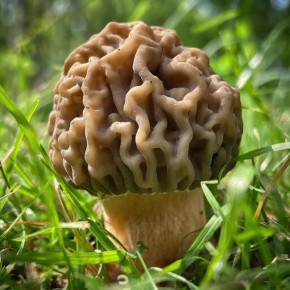 ���� ��������� �����: �������� ������� ������ �������