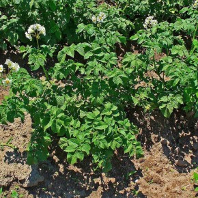 ������ ���������� ������ ��������� ����� ���������� �������������� ��� ���������