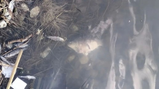 "����� ����� ������� �����": ������ ���������� �� ���� � ������������ ����