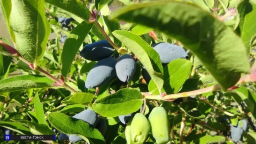 �������� ������� ������� ��������� ������� ����� 150 ���� �����