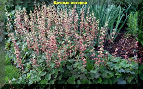 ����������� ����� ��� ������� �����: ������� �������� ���