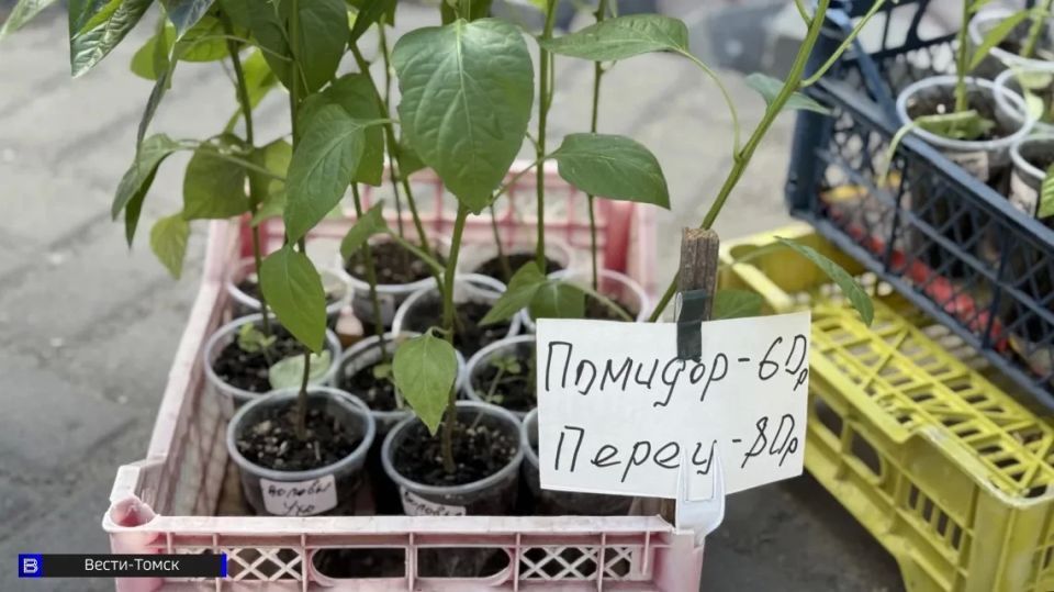 Томичам рассказали, когда пора высаживать рассаду в теплицу