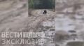 Медведица с медвежатами замечена на дороге в Томской области