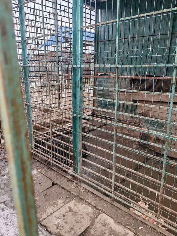 Волков, медведей и оленей требуют конфисковать из нелегального мини-зоопарка при кафе-шашлычной на въезде в Томск Волков, медведей и оленей требуют конфисковать из нелегального мини-зоопарка при кафе-шашлычной на въезде в Томск