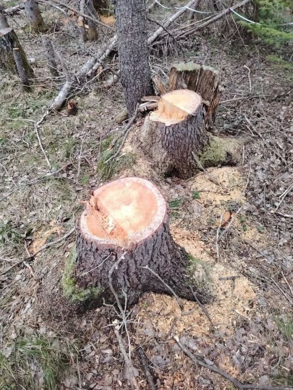 В Тегульдетском районе Томской области будут судить «черного» лесоруба