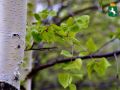 Доброго летнего утра!. Ожидается переменная облачность, +24°