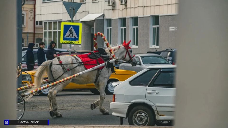Администрация Томска прокомментировала опасный инцидент с лошадью