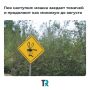 Мошки и комары атакуют!. По словам эксперта ТГУ, пик активности кровососущих уже наступил и при хорошей погоде может продлиться как минимум до августа