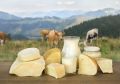 Фермерский сыр: искусство, вкусовая палитра и ценность ручного труда