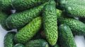 Секреты хранения огурцов: как сохранить свежесть до зимы