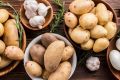 Как собрать урожай картофеля за 40 дней: секреты ультраранних сортов