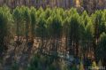 За сутки в Томской области потушили 11 лесных пожаров