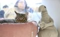 Кот кусается? Узнайте неочевидные причины этого поведения