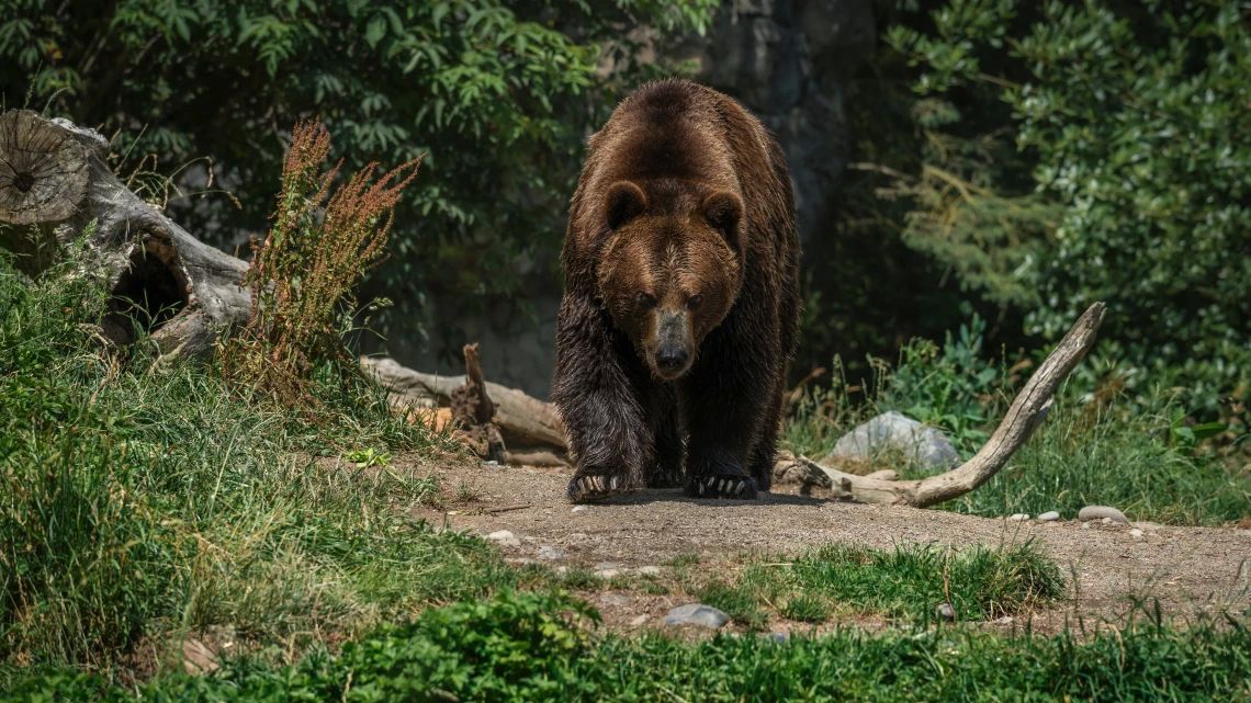 Число отстрелянных медведей в Томской области выросло в три раза