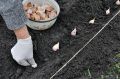 Озимый чеснок: естественная защита для вашего огорода от весенних вредителей