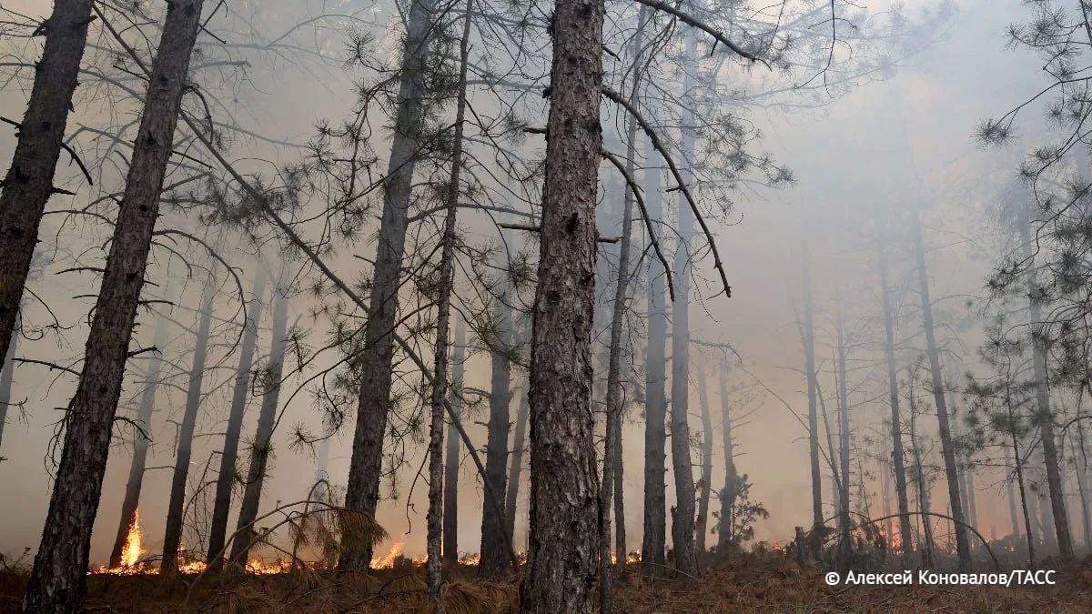 Площадь пожаров в Томской области за сутки выросла в 1,5 раза — до 21 тыс