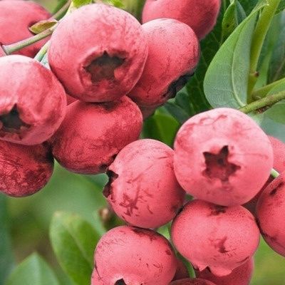 Голубика Пинк Блюберри: волшебство розового вкуса и привлекательности
