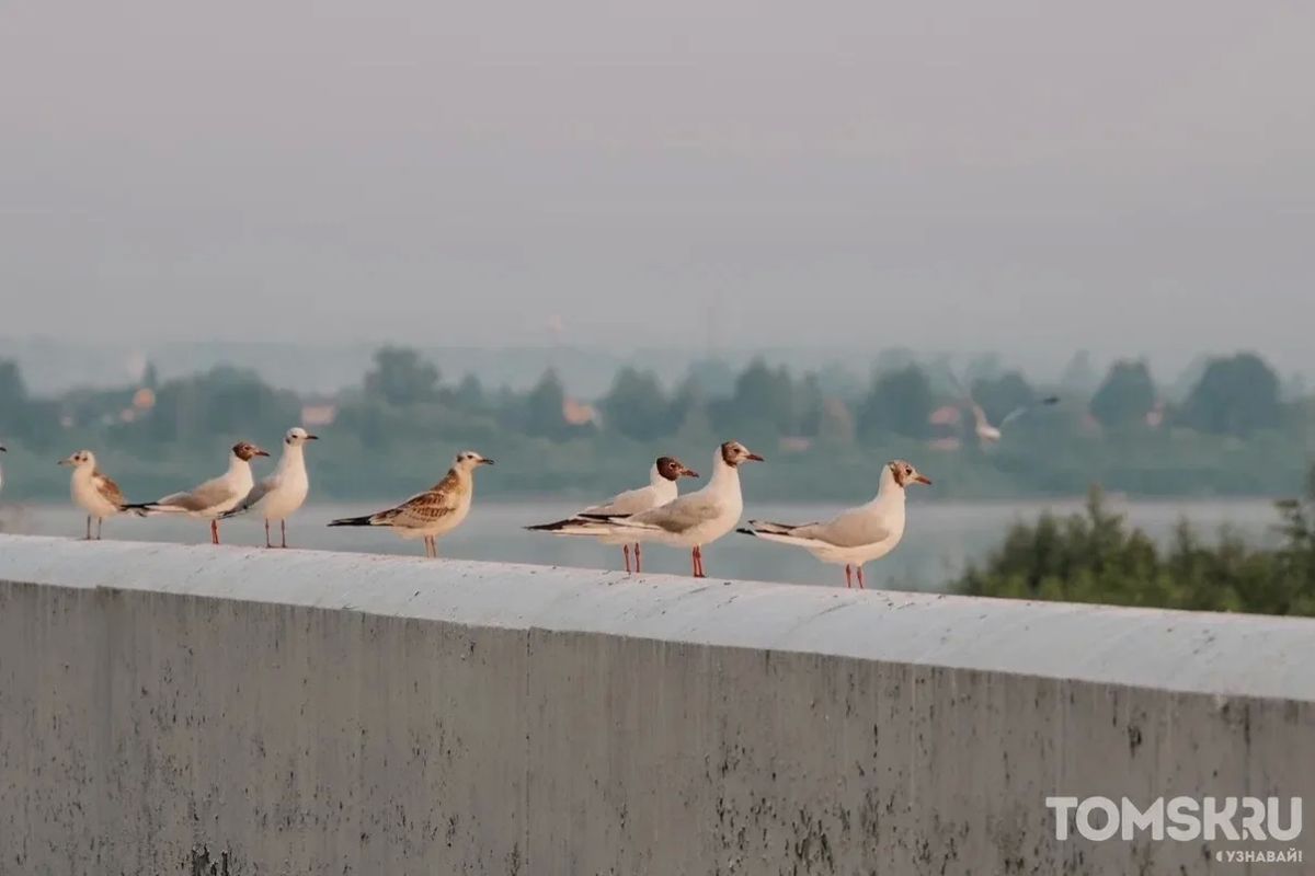Томск ранним утром. Августовская прохлада, пустые улицы, первые прохожие, собаки на прогулке и город, который только начинает просыпаться Томск ранним утром. Августовская прохлада, пустые улицы, первые прохожие, собаки на прогулке и город, который только начинает просыпаться
